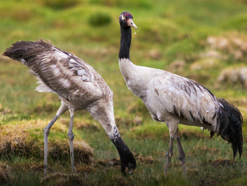 Black-necked cranes